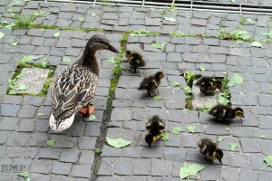 Entenfamilie mitten in der Stadt