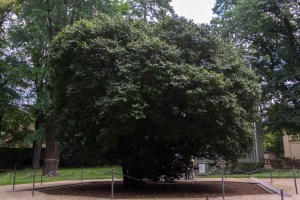 Über 230 jährige Kamelie (Camellia japonica) im Park des Schloss Pillnitz