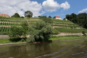 Reben entlang des Elbufers