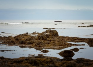 Robben am Strand von Ytri-Tunga