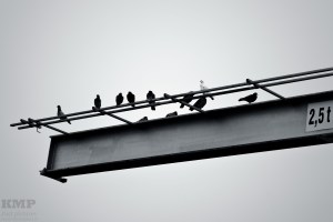 Birds on a wire