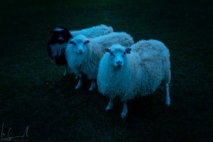 Interessierte Zuschauer bei der Nachtfotografie