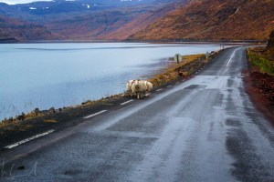 völlig normaler und häufiger "Gegenverkehr"