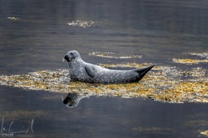 Robbe im Skötufjörður